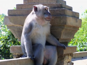 Bali - Big Sitting Monkey